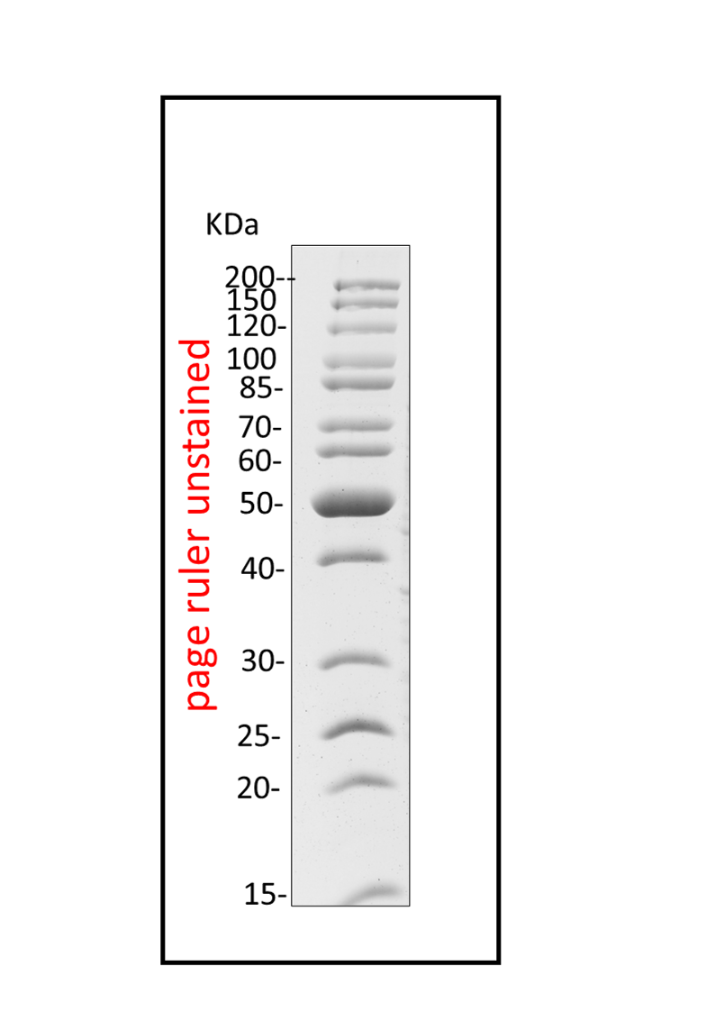 YUNページ SDS-PAGE evaluation the total expression of E. coli BL21